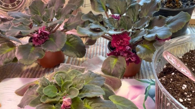 ��� ����� ������ �� ������: ������� ����������� ����� ��� ������