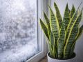 Как сансевиерия преображает зимний микроклимат квартиры