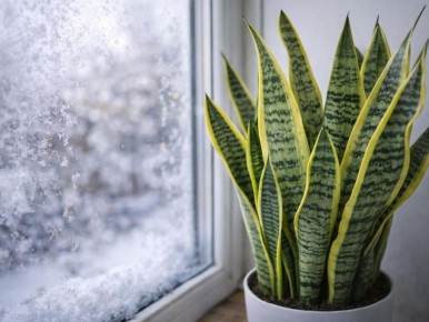 ��� ����������� ����������� ������ ����������� ��������