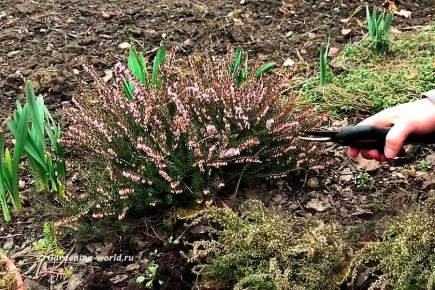 ��������� ������� �������: ��� ������� ��� ������� ����� ����� � ���������