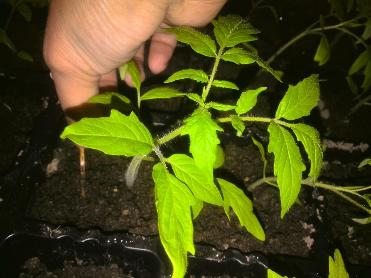 Как покупной грунт испортил рассаду: реальные истории огородников