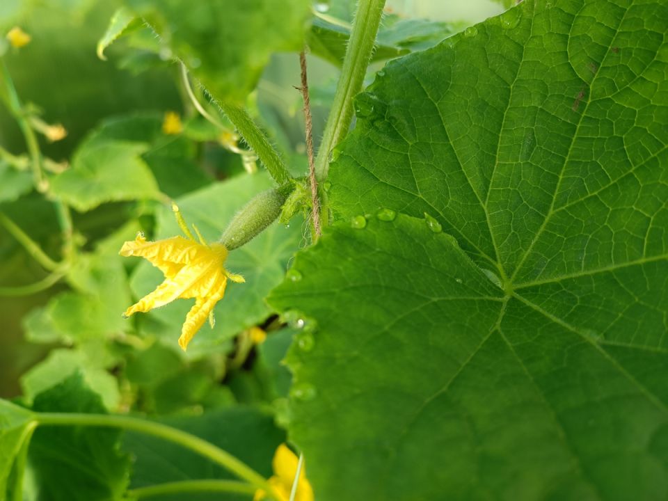 ��� �������� �� ����: ����������� ������������ ��� ������ ������� � �������