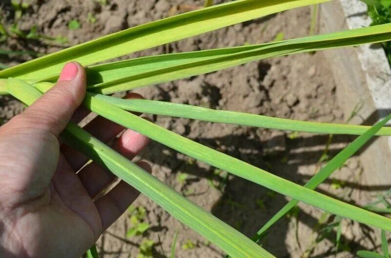 ��� ������, ��� ������ ������ ����� � ������: ��� �������� ��������