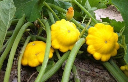 Патиссоны или кабачки: что выбрать для вашего стола?