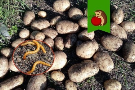 Неверные методы борьбы с проволочником: как избежать ошибок в уходе за огородом