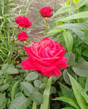 Как цветы могут вдохновлять: искусство их выращивания в саду