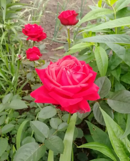 Как цветы могут вдохновлять: искусство их выращивания в саду