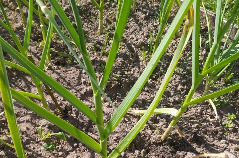 ��� ��������� �������� � ��������� ������: ������� � ������������