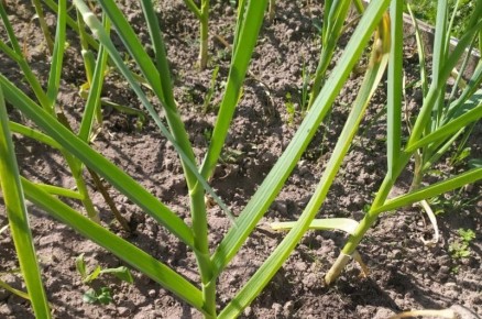 Как правильно выкопать и сохранить чеснок: секреты и рекомендации