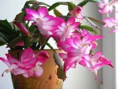 ������ ���������: ���� � ����������� �����������