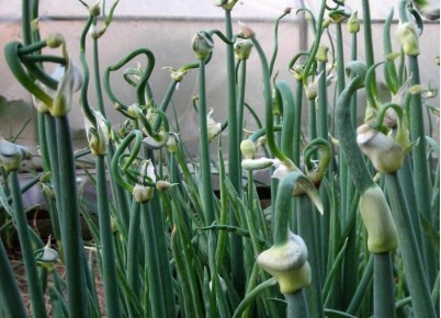 ��� ������������� ������������ ����: ������� ��������� ������