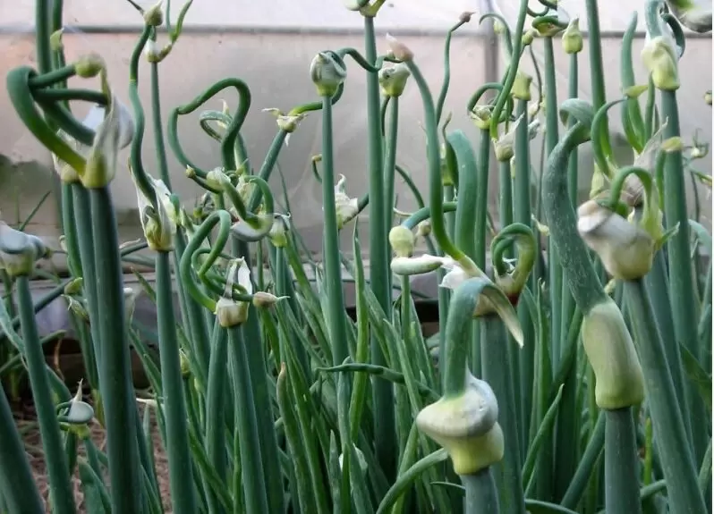 Как предотвратить стрелкование лука: секреты успешного урожая