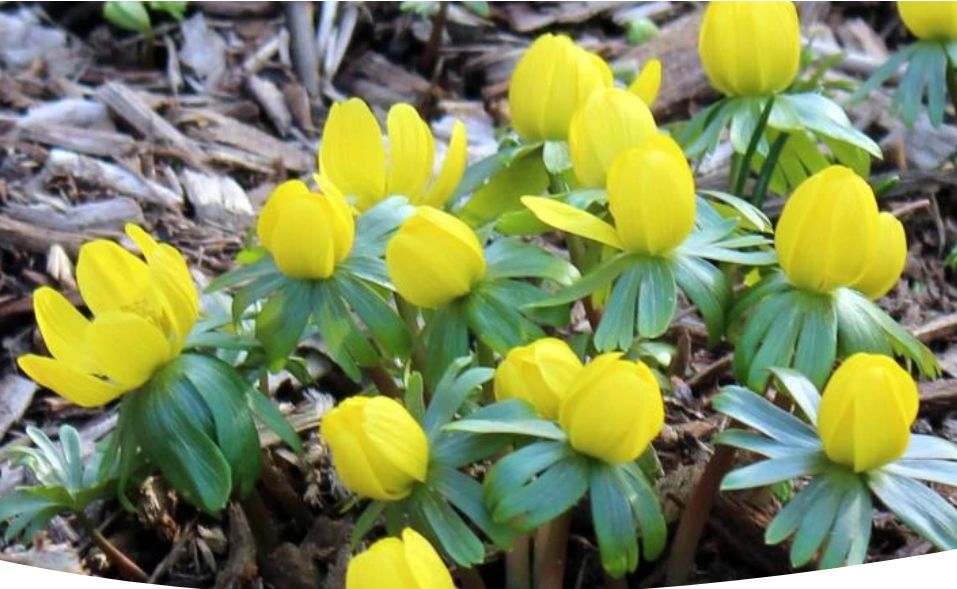 ����� �� �������: ������ �����, ������� ������� ��� ���