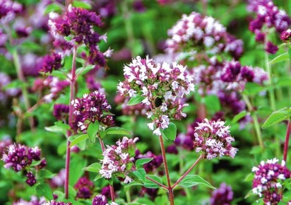 ������ ������ ��������: ��� �� ��������� � ������ ���������