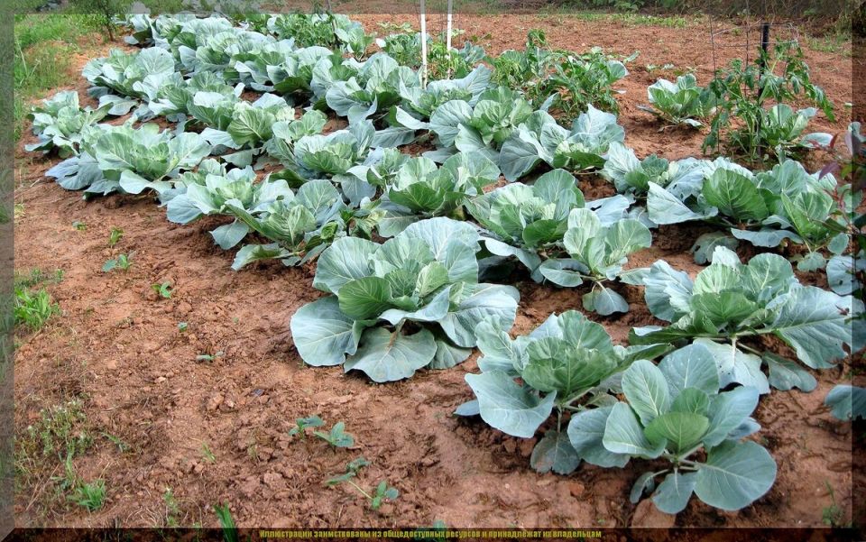 ��������� ����� �� �������� � ����: ������ ��� ���������