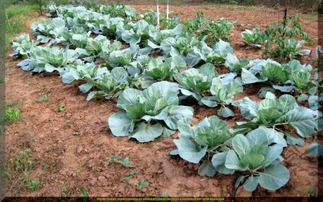 Специфика ухода за капустой в июле: советы для садоводов