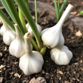 ��� ����������� ���������� ���������� ��� � ������ �� ����� ������