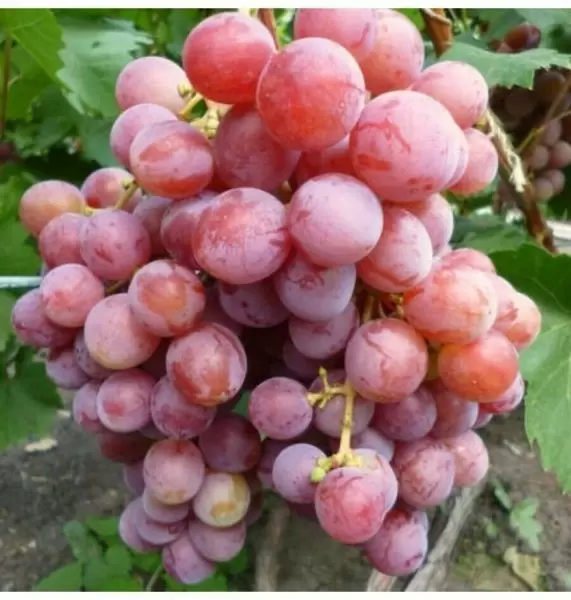 Виноград Z-10: особенности, преимущества и секреты выращивания мощного сорта