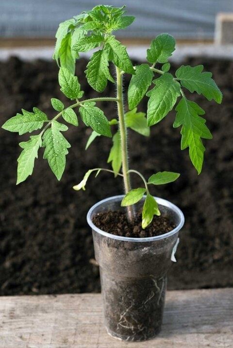 ��� ��������� ���������� ��������: ������ ��������