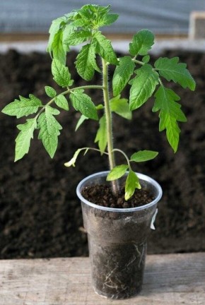 ��� ��������� ���������� ��������: ������ ��������