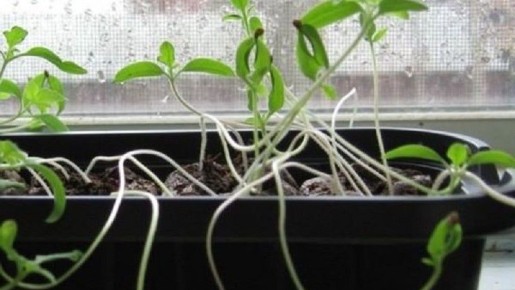 ��� �������� ���������������� ������ ��� ����������� ������� � �����