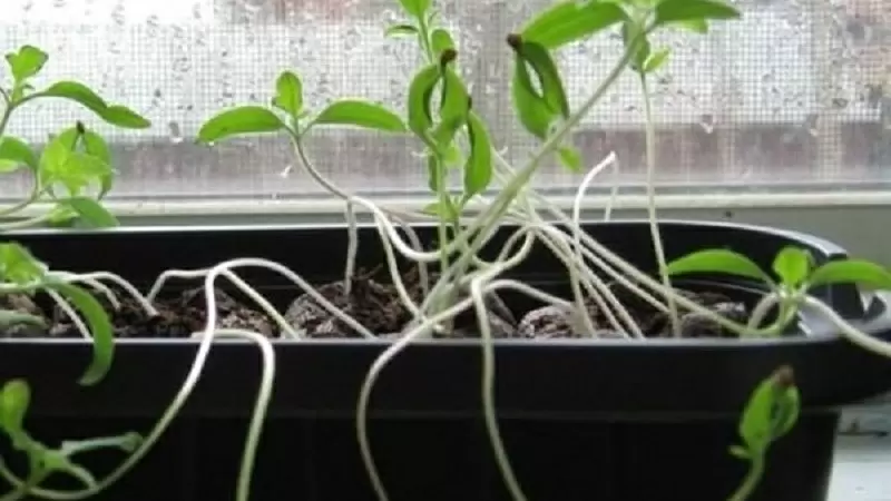 Как избежать распространенных ошибок при выращивании рассады в марте