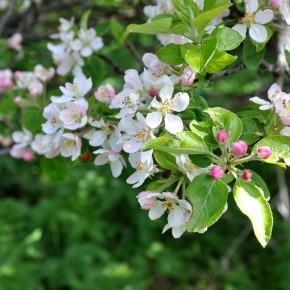 ��� ����������� ���� ���: �������� ������ �����������-��������� �������