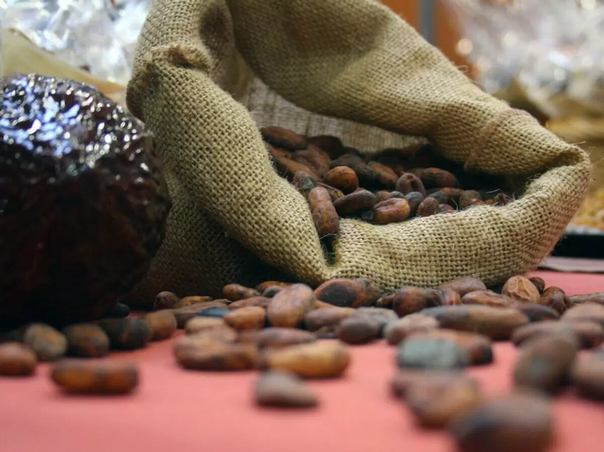 Какао-бобы снова дешевеют: каковы причины падения цен?