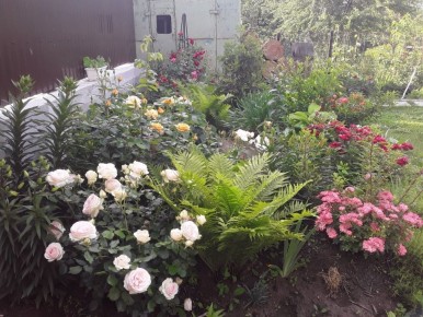 От зимних метелей к новым растениям: как меняется мир садовода