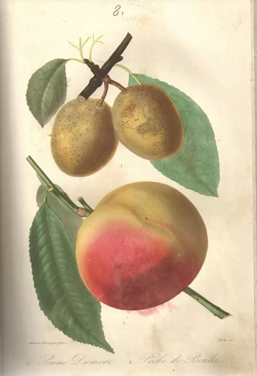 Как садоводы Нижнего Тагила черпали вдохновение из старинных журналов