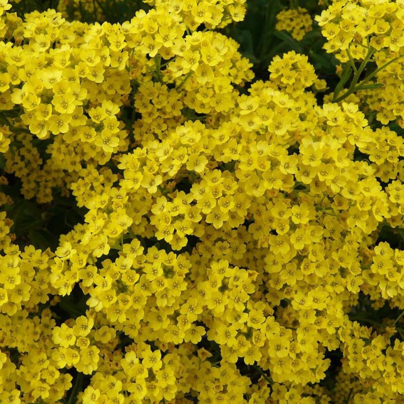 �������: �������� ��� ��� ������ ������