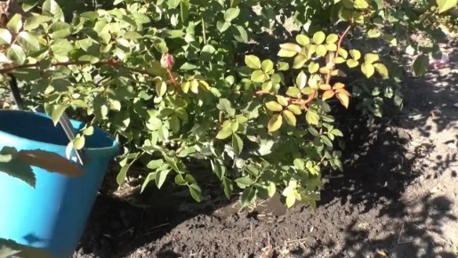 Как правильно подкормить розы осенью: секреты успешной зимовки