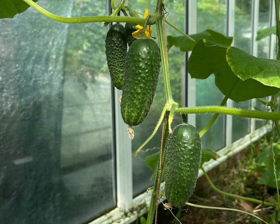 ��� ������� ��������� ������: ������� ������� �������