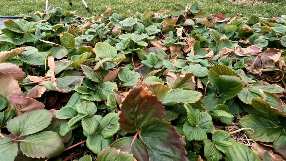 ��� ����������� ��������� � ������: ������ ��� ��������� �����