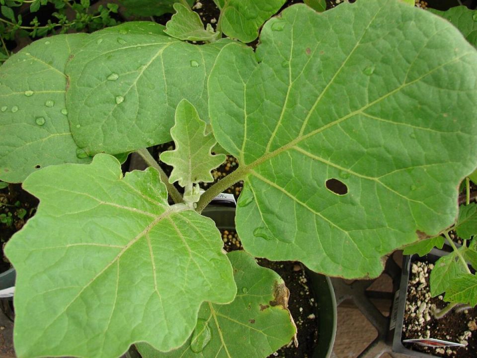 ��� ������� ��������� ������� ��� ������� ���������� � 2025 ����