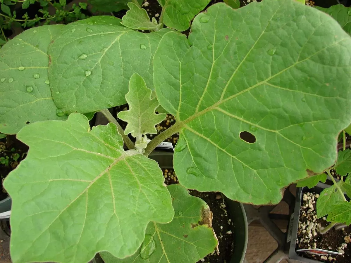 Как создать идеальные условия для рассады баклажанов в 2025 году