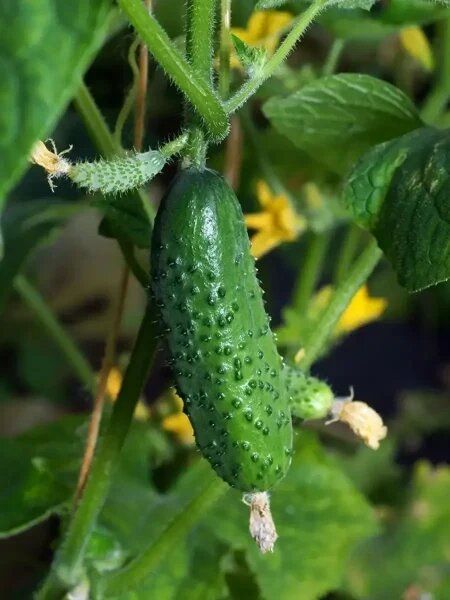 ������ ������: ������������ ������ ��� ������ � ����� ������