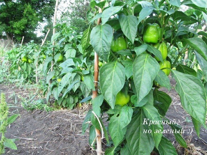 ������� �������� ������� �����: ��� ��������� ����������� ����� � �������� ������