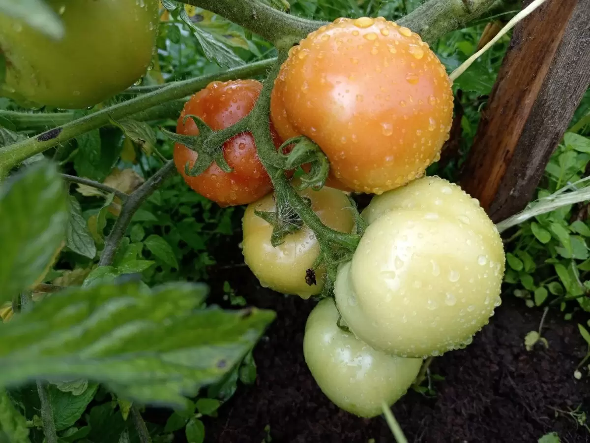 Как предотвратить вершинную гниль на помидорах в открытом грунте