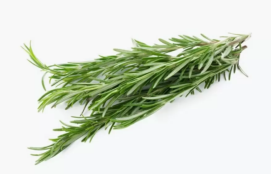 Ароматный розмарин: секреты успешного посева на рассаду в феврале