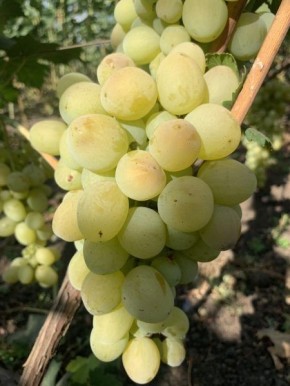 Виноград Маруся: ранний урожай с мускатным вкусом и крупными гроздьями