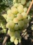 Виноград Маруся: ранний урожай с мускатным вкусом и крупными гроздьями