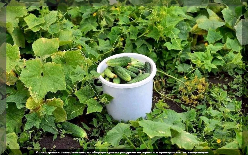 ��� �������� ����� ������� �� �������: ������� ��������� ������