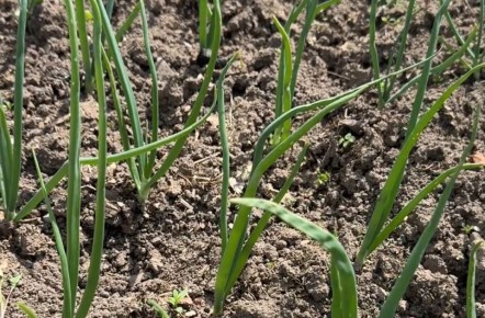 ��� ������ ���� ����� ����: ������� ������� �� ����������