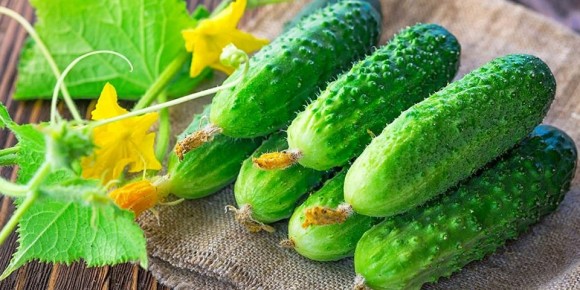 Огурец Реванш: секреты идеального урожая и советы по уходу