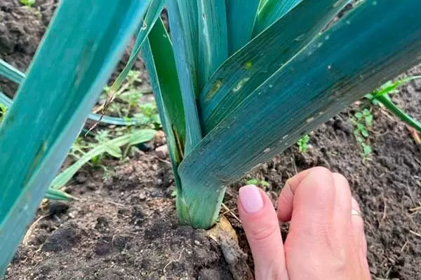 Лук Гулливер: идеальный выбор для кулинаров и садоводов