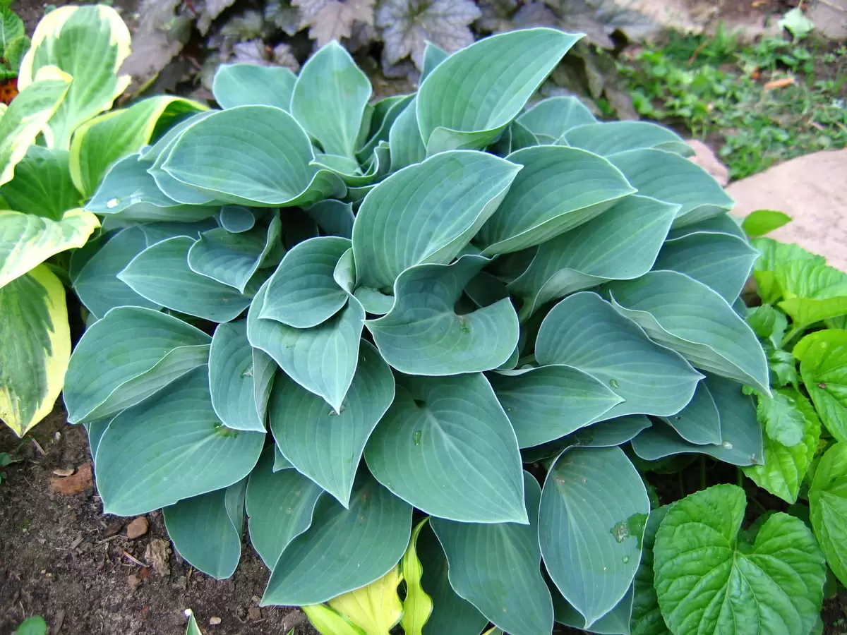 Тайные миры миниатюрных хост: от карликовых сортов до правильного ухода