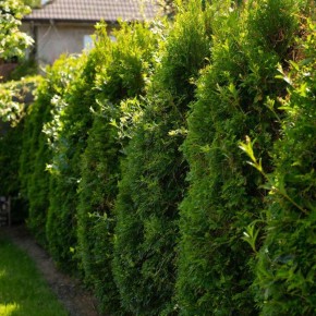 Клумба для занятых: как создать цветник вдоль забора без лишних хлопот