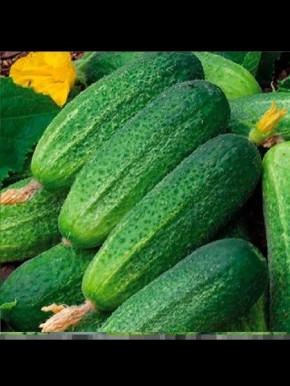 ������ ����������: ��������� ����� ��� ������ �������