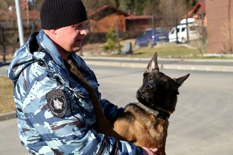 В Петрозаводске овчарка по кличке Нестер более километра вела полицейского к сбежавшему грабителю